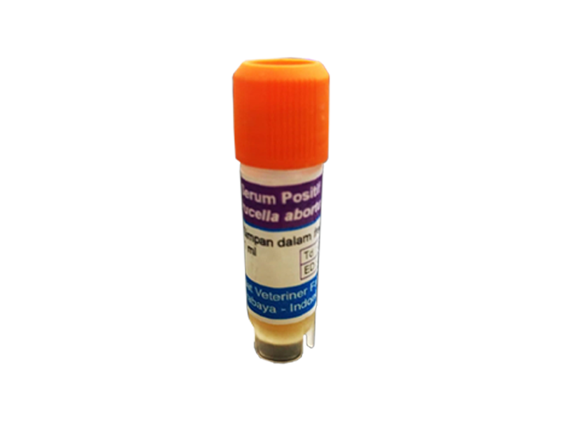 Serum (+) Brucella